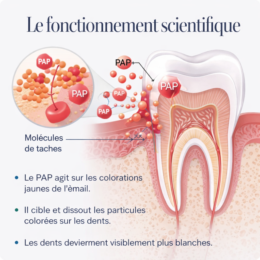 Poudre Nettoyante Dentaire Icy Bear – Sourire éclatant en seulement 5 jours !