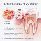 Poudre Nettoyante Dentaire Icy Bear – Sourire éclatant en seulement 5 jours !